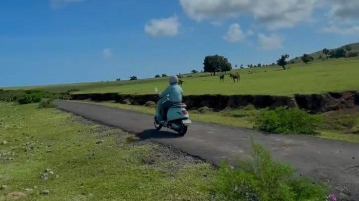 Pesona alam Sabana Mausui, destinasi wisata padang rumput di Manggarai Timur, Pulau Flores, NTT.