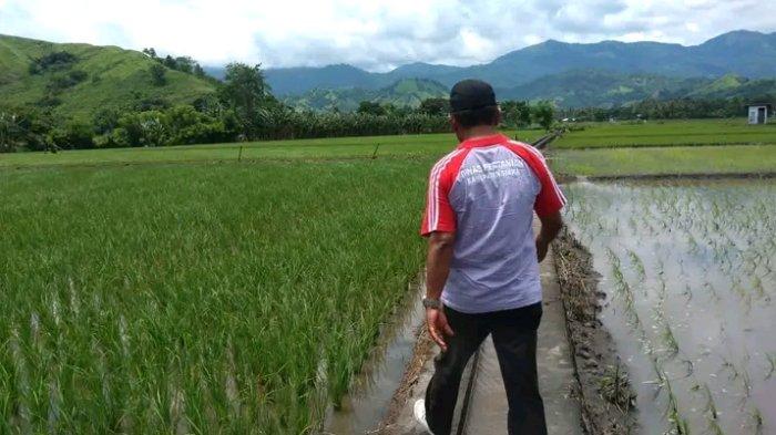 PANTAU LAHAN SAWAH - Kepala Dinas Pertanian Kabupaten Sikka, Yohanes Emil Satriawan saat memantau lahan persawahan milik petani di wilayah Kolisoro, Desa Reroroja, Kecamatan Magepanda, Kabupaten Sikka, Flores, Nusa Tenggara Timur, 5 Februari 2022 lalu.