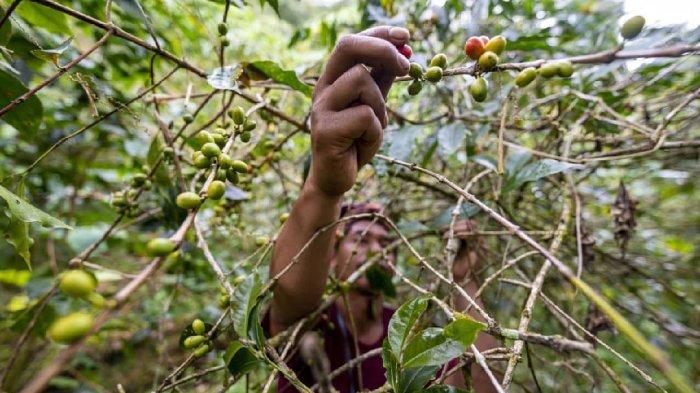 KOPI COLOL- Petani kopi saat panen kopi di Lembah Colol, Desa Colol, Kabupaten Manggarai Timur, Flores, Nusa Tenggara Timur.