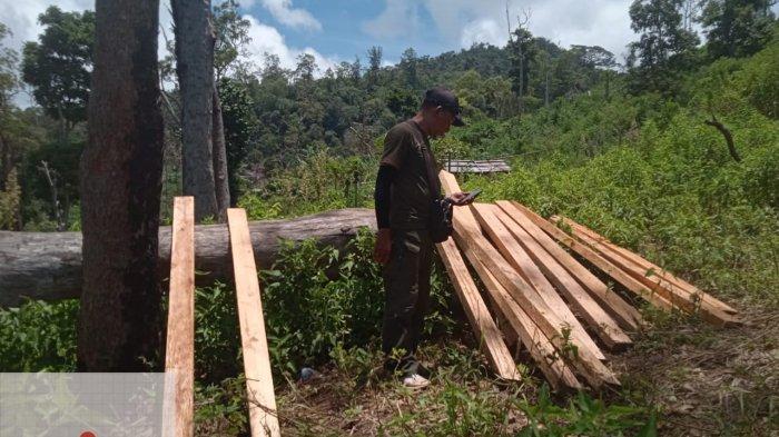 Petugas kepolisian mengecek kayu ilegal di hutan lindung