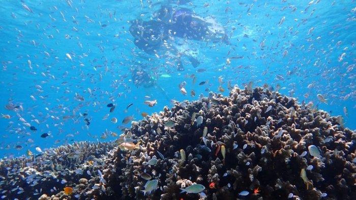 TELUK MAUMERE- Wisata bahari di Teluk Maumere, Kabupaten Sikka, Flores, NTT, 20222.