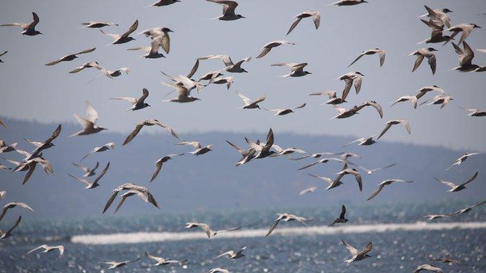Burung camar yang bermigrasi di Suaka Margasatwa Danau Tuakdale, Kabupaten Kupang, NTT.