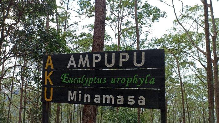 HUTAN - Ekowisata Hutan Kebesani di Detukeli, Kabupaten Ende, Pulau Flores, Nusa Tenggara Timur (NTT).