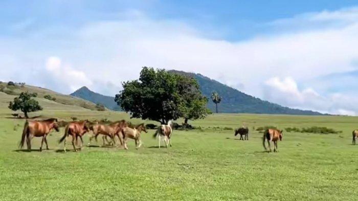 DESTINASI- Pemandangan Padang Sabana Mausui di Manggarai Timur, NTT.