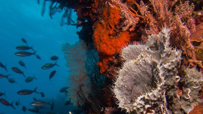 BAHARI- Terumbu karang  dalam kawasan Suaka Alam Perairan Selat Pantar Alor, Nusa Tenggara Timur.