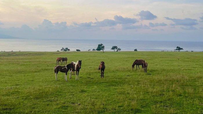DESTINASI- Pemandangan kawanan kuda yang merumput di Sabana Mausui, Kabupaten Manggarai Timur, Pulau Flores, Nusa Tenggara Timur (NTT) Mei 2025 lalu.
