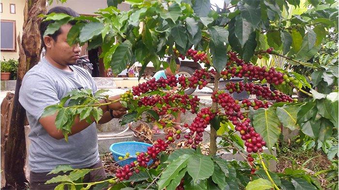Harga kopi Gayo Aceh Tengah Sabtu 28 Maret 2026