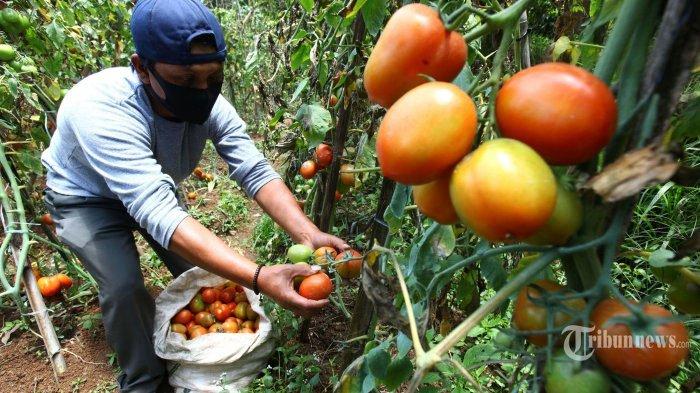 Ilustrasi- Harga tomat di Blangkejeren