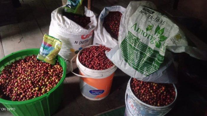 Harga Kopi Gayo Melonjak Jadi Rp66.000 per Bambu di Gayo Lues