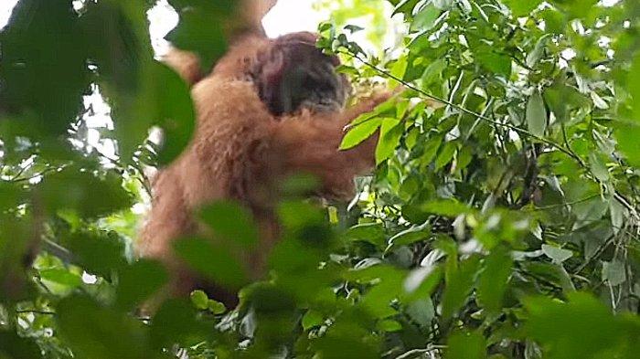 Orang hutan salah satu satwa dari  Taman Nasional Gunung Leuser yang dapat dilihat di Lawe Gurah, Aceh Tenggara.