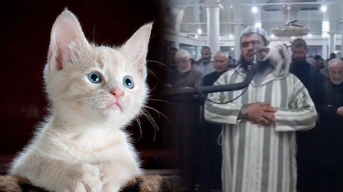 Viral Kucing Ini menggosokkan kepalanya ke Wajah Imam saat Shalat, Ternyata Miliki Maksud Tertentu