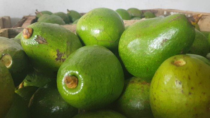 harga alpukat di Aceh Tengah normal selama satu bulan ini.