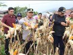 PANEN-JAGUNG-0506.jpg