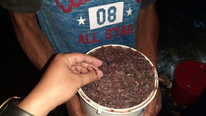 Ikan Nike yang baru saja ditangkap dari Pesisir Leato, Kota Gorontalo Sabtu malam (12/8/2023).