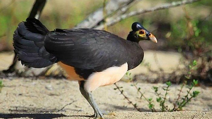 Burung maleo (Macrocephalon maleo) di kawasan konservasi Gorontalo
