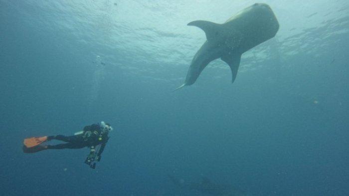 Seorang divers berenang bersama Hiu Paus di Desa Botubarani, Bone Bolango, Gorontalo.