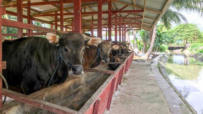 PERSIAPAN IDULADHA--Ada sebanyak 823 hewan kurban yang terdiri dari kambing dan sapi yang akan disembelih di Kota Gorontalo, Kamis (5/6/2025). Foto: TribunGorontalo.com/Jefri Potabuga.