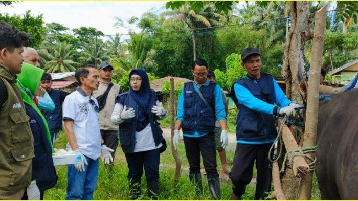 Bupati Gorontalo Nelson Pomalingo memeriksa hewan ternak di Kelurahan Kayubulan, Kecamatan Limboto, Kabupaten Gorontalo, Minggu (16/6/2024).