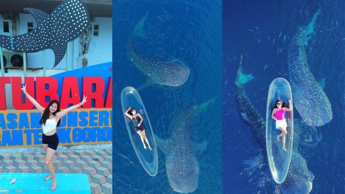 DUA HIU PAUS - Wisatawan dimanjakan dengan kehadiran dua ekor Hiu Paus di perairan Botubarani, Gorontalo, Sabtu 24 Mei 2025. Tidak sulit menjangkau lokasi Hiu Paus ini, bisa dilakukan dengan 20 menit berkendara dari Kota Gorontalo menuju Desa Botubarani, Bone Bolango. Desa ini berada di Selatan Gorontalo.