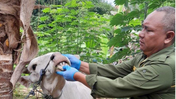 Heboh Larangan Sapi Gorontalo, Begini Kata Dokter Hewan Soal Antraks ...