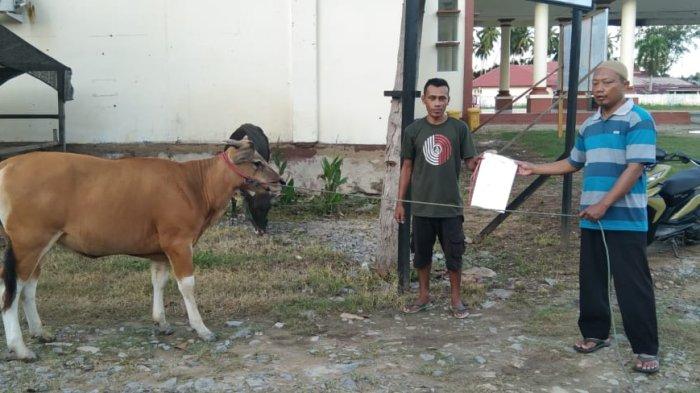 Hewan Kurban Sapi di Kabupaten Pohuwato, Sabtu (15/06/2024).