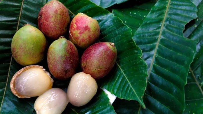 Ilustrasi - Buah Matoa