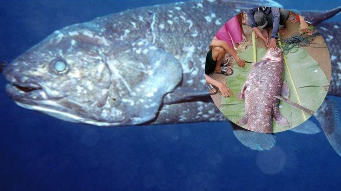 Ilustrasi - Ikan Coelacanth ditemukan oleh nelayan di Desa Imana, Kecamatan Atinggola, Kabupaten Gorontalo Utara, Provinsi Gorontalo.