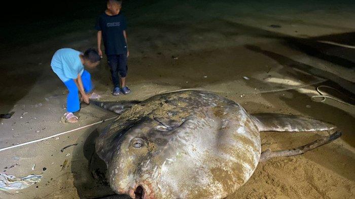 Ikan Mola terdampar di Pesisir Kota Gorontalo, Senin sore (03/12/2024)