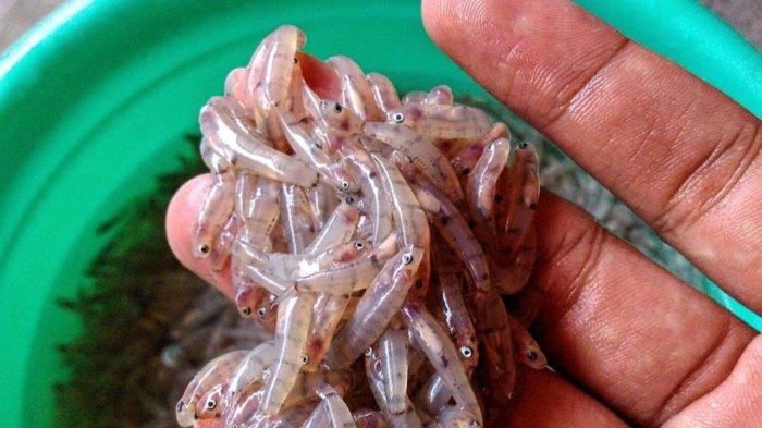 Ikan Nike, muncul lagi dan ditangkap para nelayan. Lokasi tangkap ikan ini berada di sepanjang laut Kelurahan Leato, Kecamatan Dumbo Raya, Kota Gorontalo.