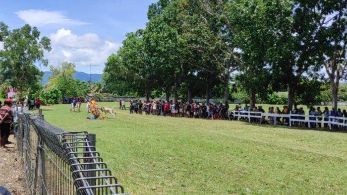 KARAPAN SAPI : Insiden Kecelakaan Peserta Karapan di Desa Yosonegoro, Kecamatan Limboto Barat, Kabupaten Gorontalo, Senin (7/4/2025). Insiden kecelakaan sapi.