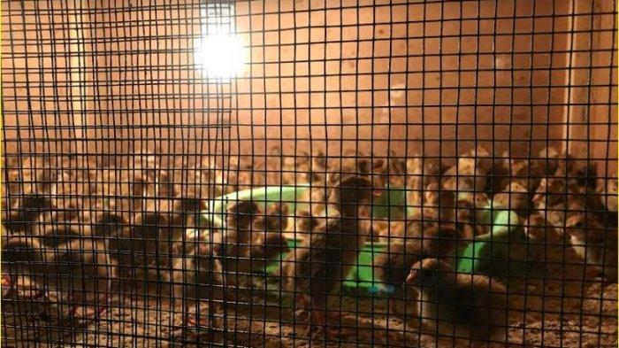 Kandang ternak puyuh milik Jufri Kamaru