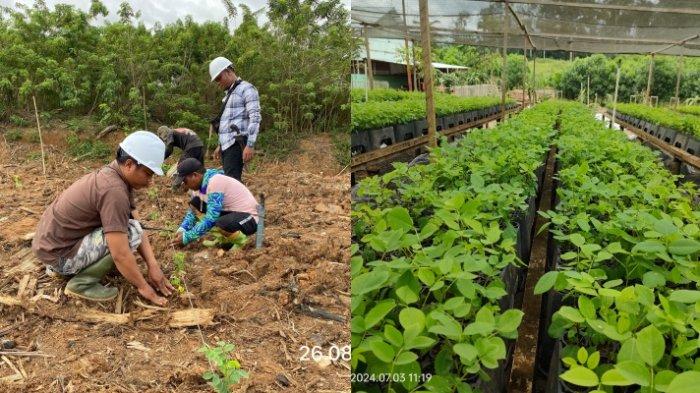 Kegiatan Bisnis PT Banyan Tumbuh Lestari dan PT Inti Global Laksana