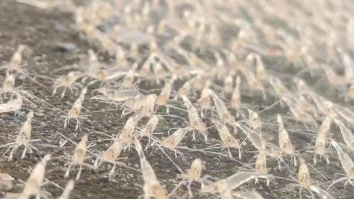 UDANG NAIK KE DARAT - Penampakan udang naik ke darat di Bendungan Randangan, Kabupaten Pohuwato. Fenomena langka ini terjadi pada 8 Maret 2025.