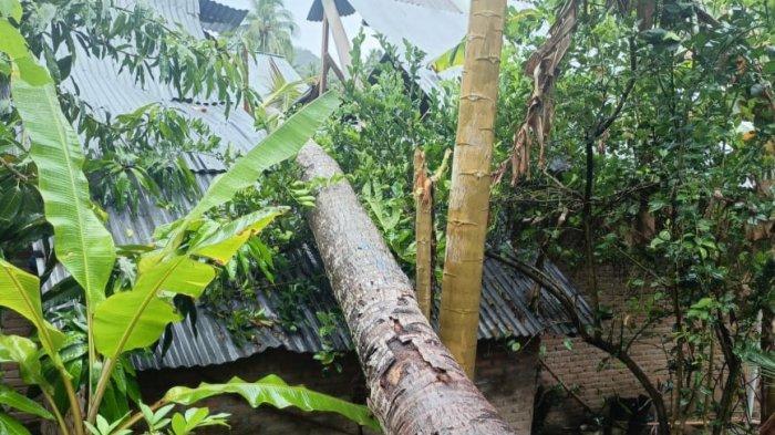 Pohon kelapa menimpa rumah warga di Boalemo, Gorontalo, Minggu (22/12/2024).