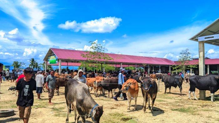 Potret Pasar Hewan Limboto, Sabtu (30/11/2024).