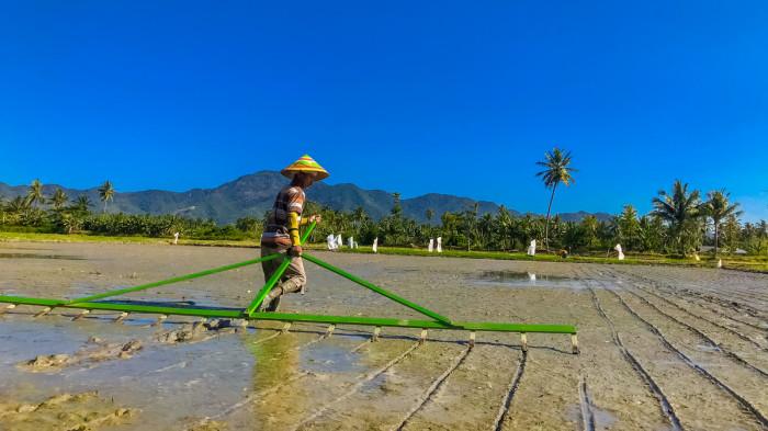 JERITAN PETANI -- Potret petani di Bone Bolango saat menggarap sawah pada Kamis (24/7/2025). Sejumlah petani menjerit akibat kekeringan dan hama.