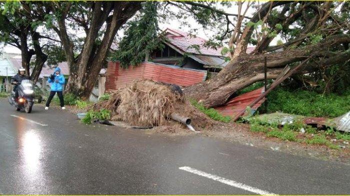 Potret pohon tumbang di Jalan Jeruk Kota Gorontalo pada Rabu (7/8/2024).