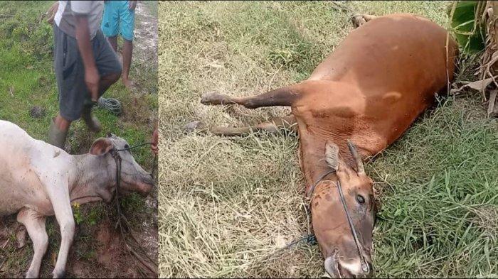 Potret sapi mati di Desa Mustika Kecamatan Paguyaman Kabupaten Boalemo Provinsi Gorontalo