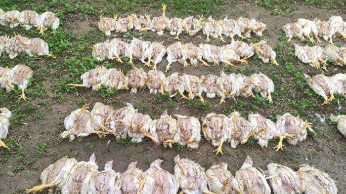 BANGKAI AYAM - Ratusan ayam pedaging mati akibat pemadaman listrik hingga Sabtu (1/2.2025). Bangkai ayam milik peternak Desa Tamboo ini langsung dikuburkan.