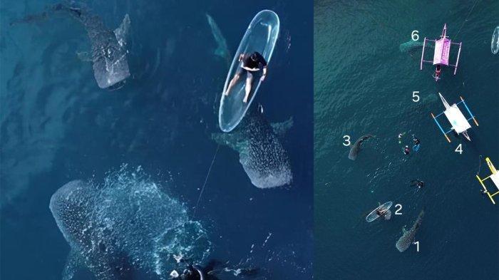 HIU PAUS - Sebanyak 6 Hiu Paus muncul bersamaan di pesisir Botubarani, Bone Bolango, Gorontalo, Minggu (25/5/2025).