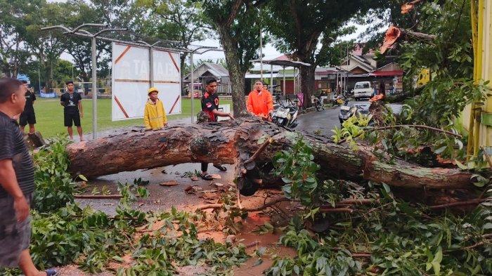 POHON TUMBANG - Sebuah pohon berukuran besar tiba-tiba tumbang di kawasan lapangan Buladu, Kota Gorontalo, Rabu (29/1/2025). Dua sepeda motor rusak tertimpa batang pohon.