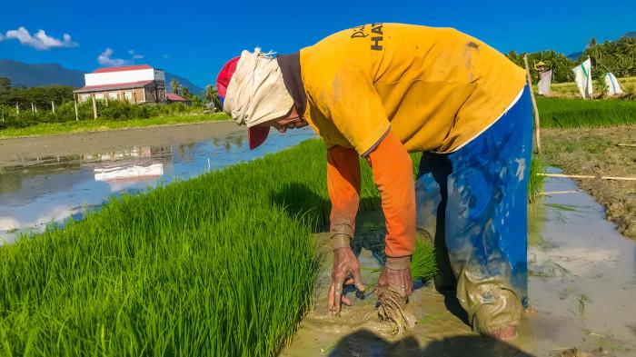 Seorang petani di Desa Poowo Barat, Kecamatan Kabila, Bone Bolango