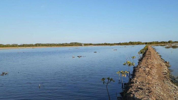 Tambak di Desa Siduwonge, Kecamatan Randangan ini berada dalam kawasan Cagar Alam Tanjung Panjang.