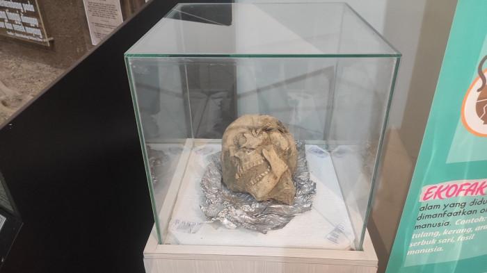 Tengkorak manusia purba di museum purbakala Gorontalo