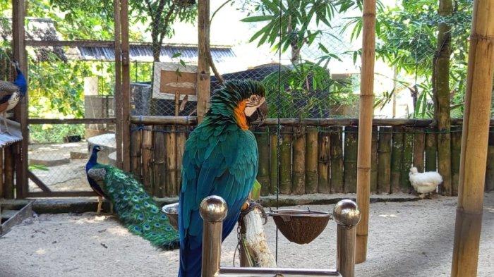 WISATA ALAM --  Tempat wisata Rumah Alam Dunggala yang terletak di Kelurahan Dunggala, Kecamatan Tapa, Kabupaten Bone Bolango, Provinsi Gorontalo, hadir sebagai destinasi unik pertama di Gorontalo dengan konsep taman satwa. Dikelola oleh komunitas pecinta satwa, tempat ini menghadirkan pengalaman edukatif yang menyasar kalangan pelajar hingga masyarakat umum. FOTO: Muhammad Areal Limonu