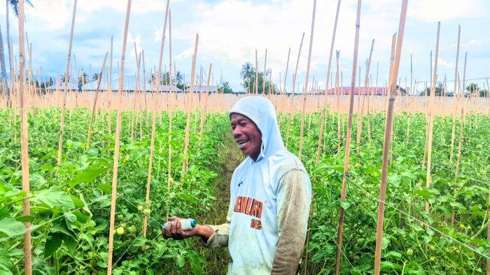 PETANI TOMAT GORONTALO : Mudzakir Hagu, petani tomat di Gorontalo saat diwawancarai TribunGorontalo.com, Sabtu (8/3/2025). Mudzakir mengatakan dirinya akan panen ribuan kilogram tomatnya 10 hari lagi di bulan Ramadan 2025.