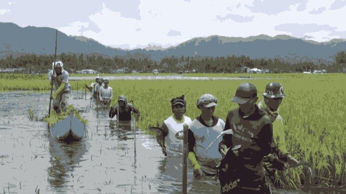 Para petani di Telaga Jaya Kabupaten Gorontalo Panen Padi sebelum waktunya, Minggu (26/1/2025)