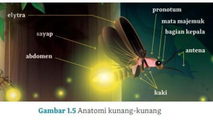KUNCI JAWABAN BAHASA INDONESIA - Gambar anatomi kunang-kunang. Berikut soal dan kunci jawaban Bahasa Indonesia Kelas 10 Kurikulum Merdeka halaman 16.