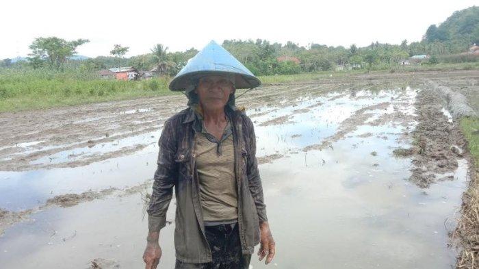 HIS Petani - Abdullah Yadi (60) petani asal Desa Bulao, Kecamatan Kwandang, Kabupaten Gorontalo, Provinsi Gorontalo, Minggu (11/5/2025). Sebagai seorang petani padi sawah yang sudah puluhan tahun lamanya ia menggantungkan hidupnya di hasil sawah