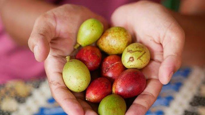 Buah matoa yang memiliki kandungan baik